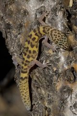Western Banded Gecko climbing Arizona USA