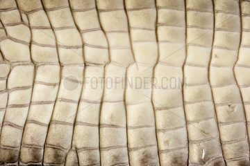 Detail of an American Alligator's skin Louisiana