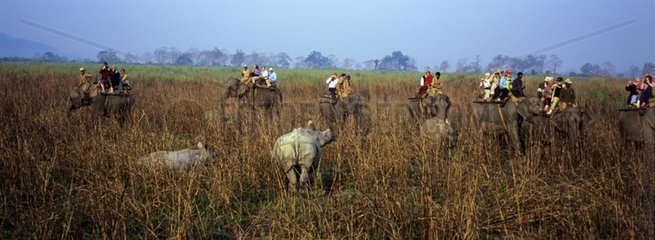 Photo safari at Elephant back and approach of a Rhino India