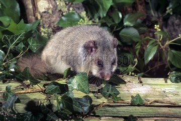 Edible Dormouse adult out of it winter