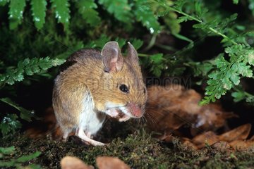 Long-tailed Field Mouse adult starting marauding at dusk