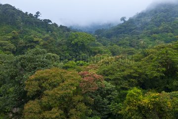 Cloud forest Monteverde Reserve in Costa Rica