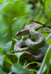 Eyelash viper in Costa Rica