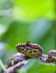 Portrait of a Eyelash viper in Costa Rica