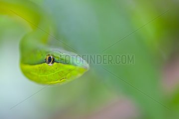 Portrait of a Green Vine Snake Costa Rica