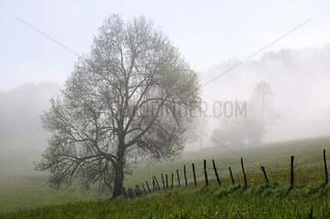 Tree in the morning fog in the spring France