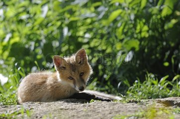 Young red fox lying in front of his lair France