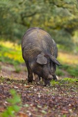 Breeding outdoor Iberian pigs Andalusia Spain