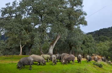 Breeding outdoor Iberian pigs Andalusia Spain