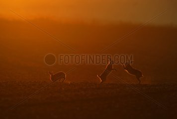 Brown Hares boxing at dawn in spring Norfolk UK