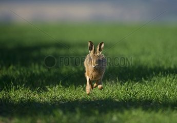 Brown Hare running in a field in spring Norfolk UK