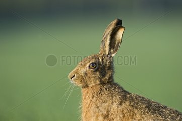 Portrait of a Brown Hare in spring Norfolk UK