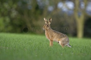 Brown Hare in spring in Norfolk UK