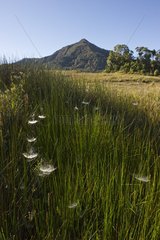 Alpine grassland at Tari Gap Southern Highlands New Guinea