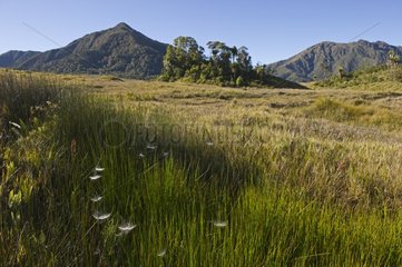 Alpine grassland at Tari Gap Southern Highlands New Guinea