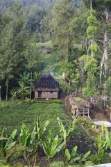 House and agriculture in valley in Western Highlands PNG