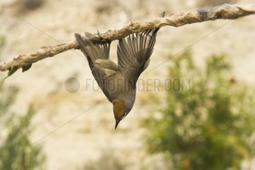 Blackcap trapped on limestick for use as ambelopulia Cyprus