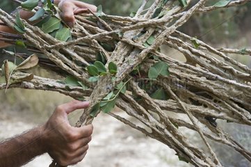 Limesticks found set illegally in an olive growve Cyprus
