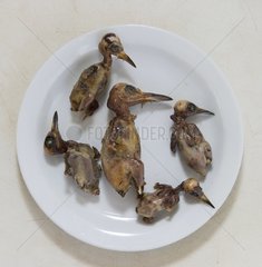 Small migratory birds prepared for eating Cyprus