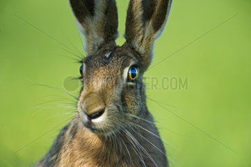Portrait of a Hare Europe in spring Norfolk UK