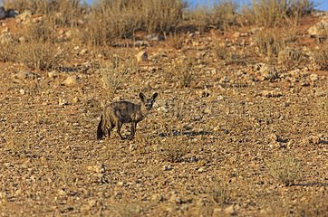 Bat-eared Fox in the Kalahari desert South Africa