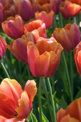 Tulipe simple tardive 'Batavia'