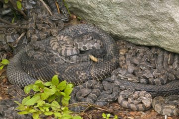Young Timber rattlesnakes amongst females USA