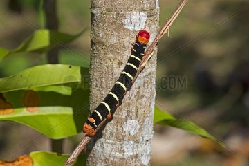 Terio Sphinx caterpillar - Amazonas Brazil