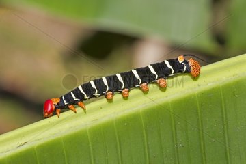 Terio Sphinx caterpillar - Amazonas Brazil