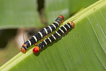 Terio Sphinx caterpillars - Amazonas Brazil