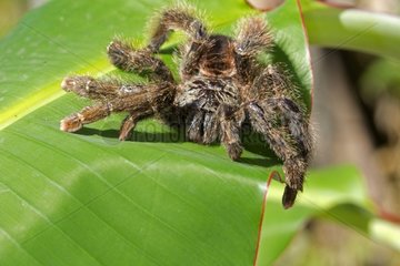 Tarantula on leaf - Amazonas Brazil