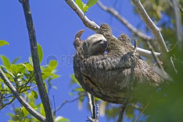 Pale-throated sloth on a branch - Amazonas Brazil
