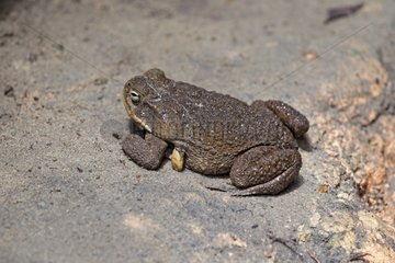 Schneider's Toad - Amazonas Brazil