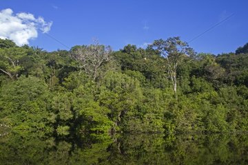 Flooded forest of the Rio Negro - Amazonas Brazil