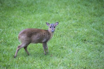 Reeve's Muntjac standing in a meadow in summer - GB