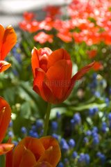 Tulipe simple tardive 'Grande douceur'