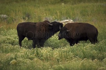 Bison männlich  die weiblich während der Rut Wyoming USA pflegen