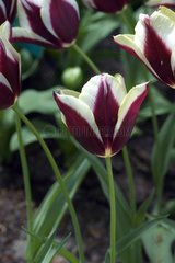 Tulipe triomphe 'Gavota'