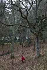 Little Red Riding Hood in a forest Britain France