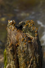 Sevenspotted lady beetles near the coast. Denmark