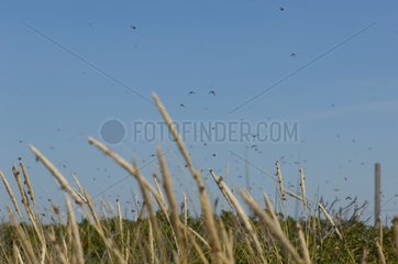 Sevenspotted lady beetles in flight near the coast. Denmark