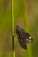 Large Chequered Skipper on a rod Falster Denmark