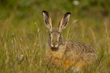 European Hare in Zealand Denmark in July