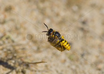 Bee Wolf flying with paralysed Honey Bee Denmark