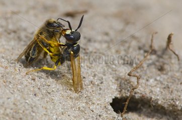 Bee Wolf sedating Honey Bee Denmark