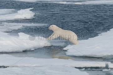 Polar bear leaping between ice floes Spitsbergen island