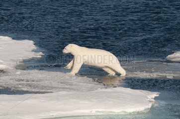 Polar bear jumping between ice floes Spitsbergen island