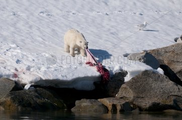 Young Bear pulling a dead seal island of Spitsbergen