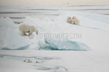 Bear with its young of the year on the ice Spitsbergen