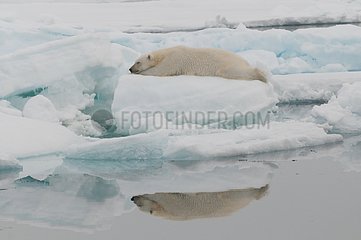 Polar bear sleeping on a block of ice Spitsbergen